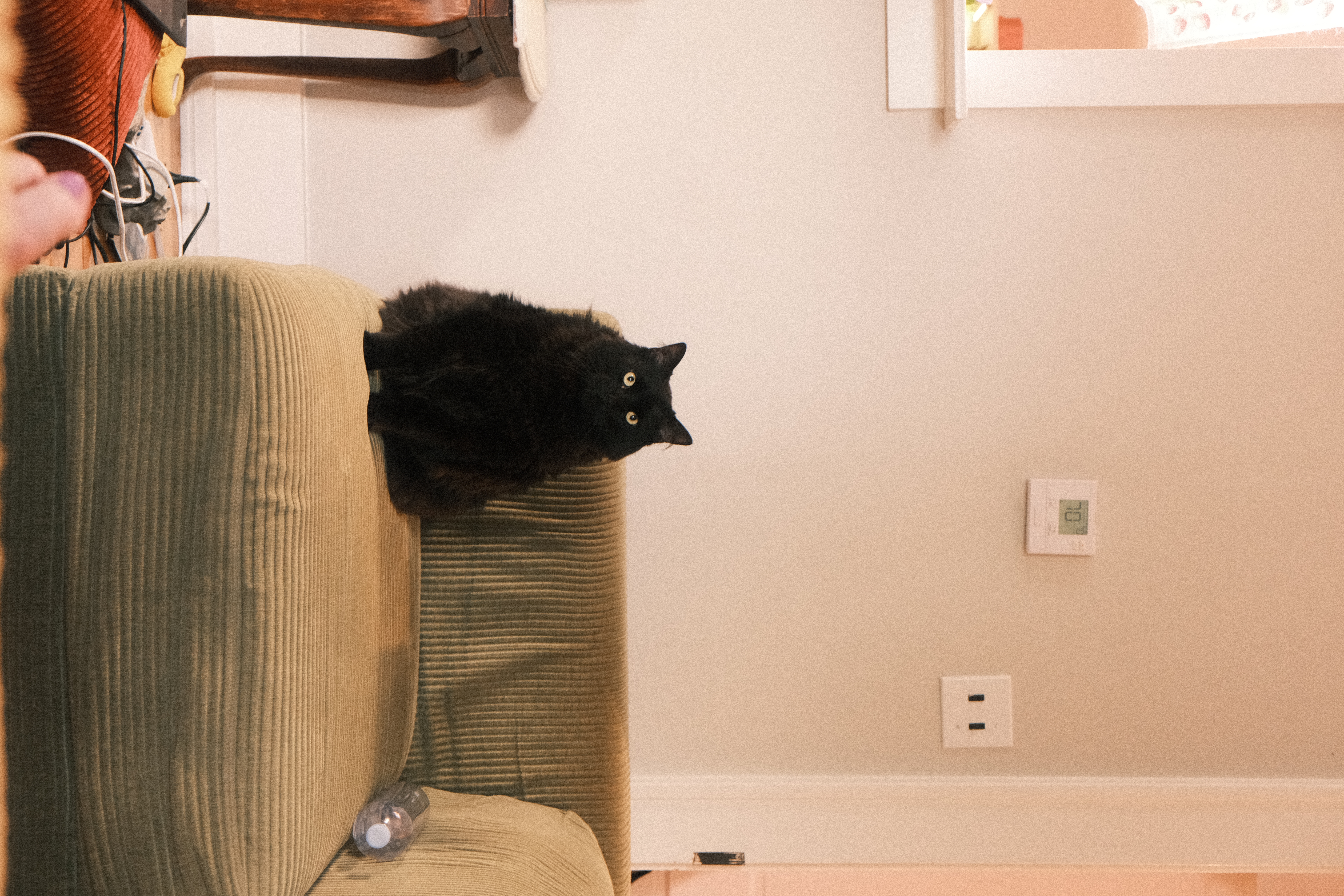 Catto